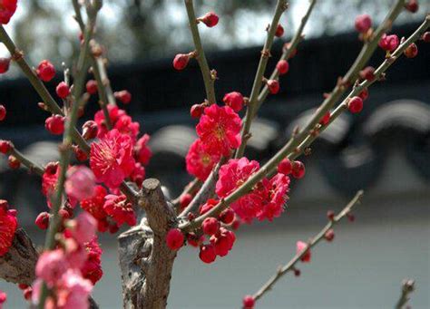 梅花風水|【梅花風水】梅花風水的象徵意涵與禁忌：居家擺設指南